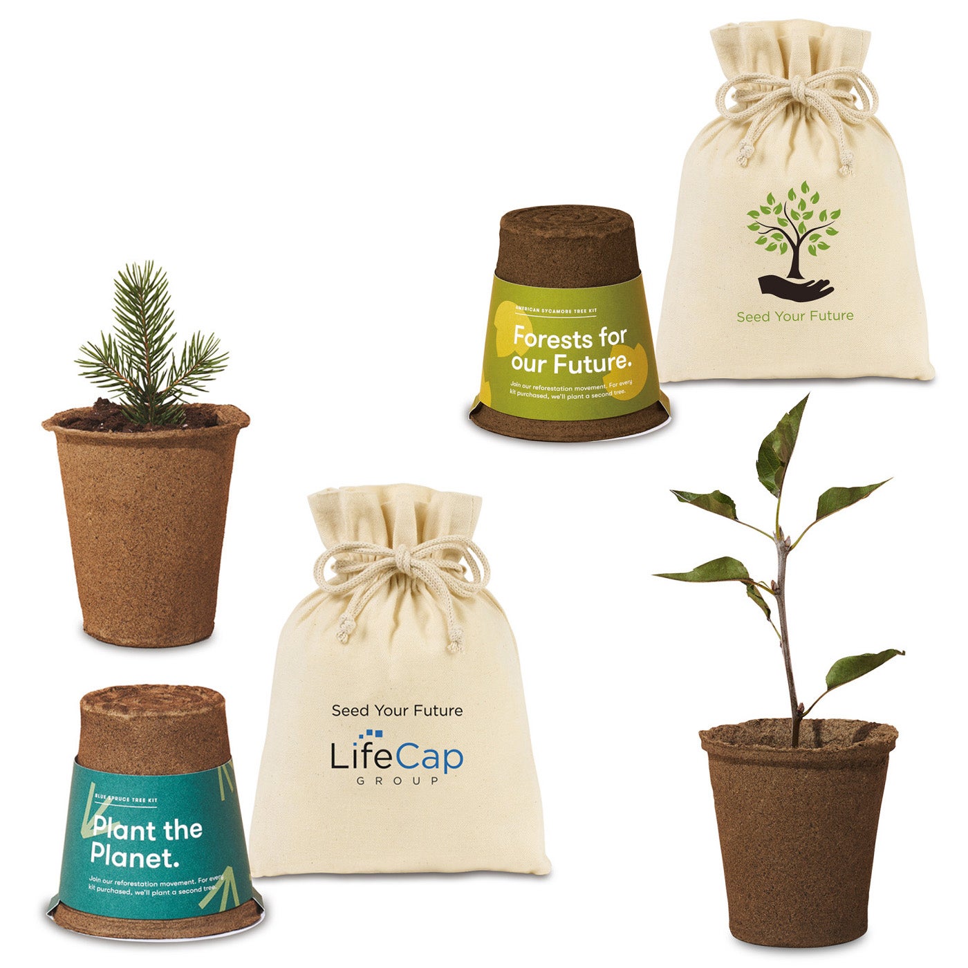 Custom Tree Grow Kit Sycamore or Spruce USA Made