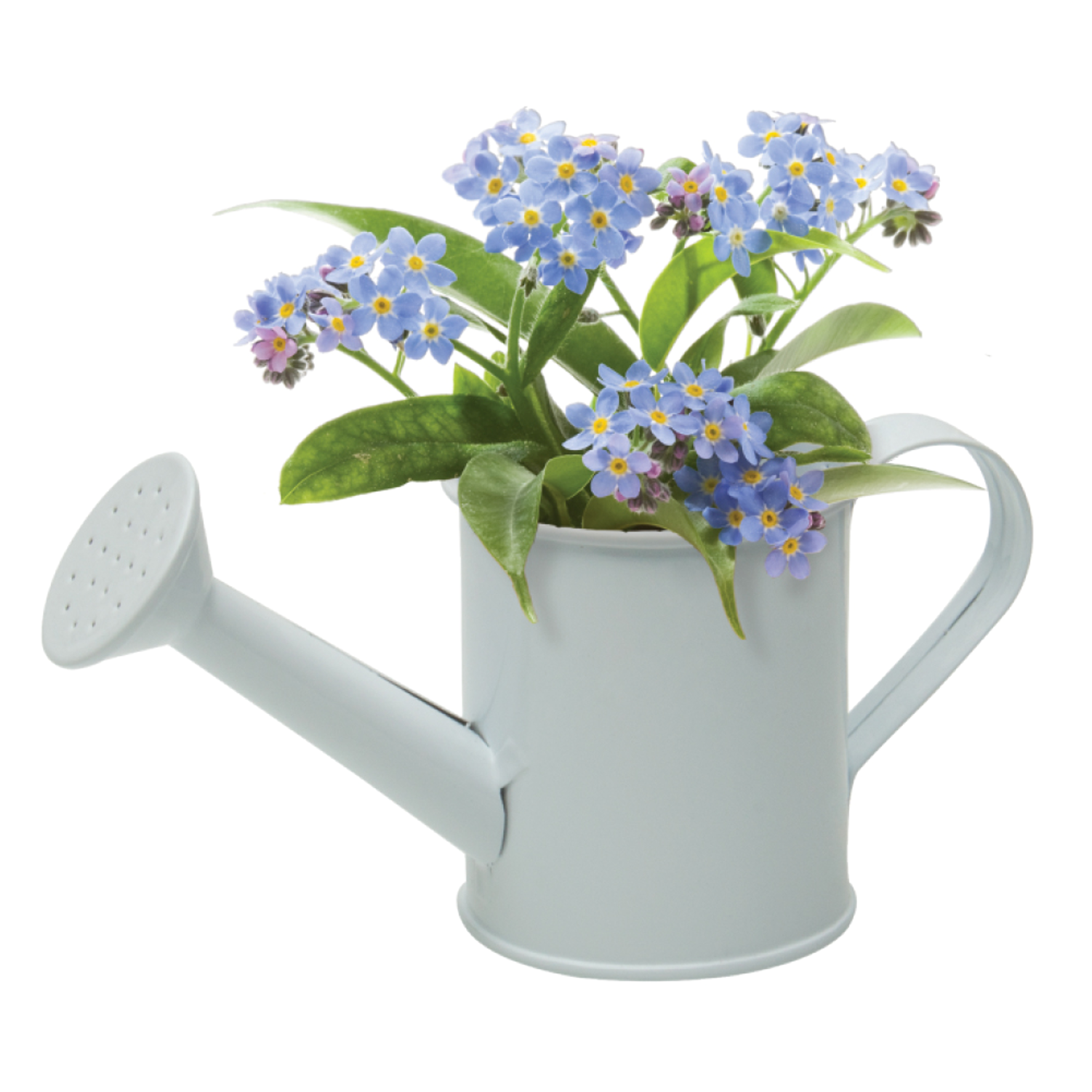 Custom Plantable Kit in Watering Can Seeded Gifts Plantable Promotion