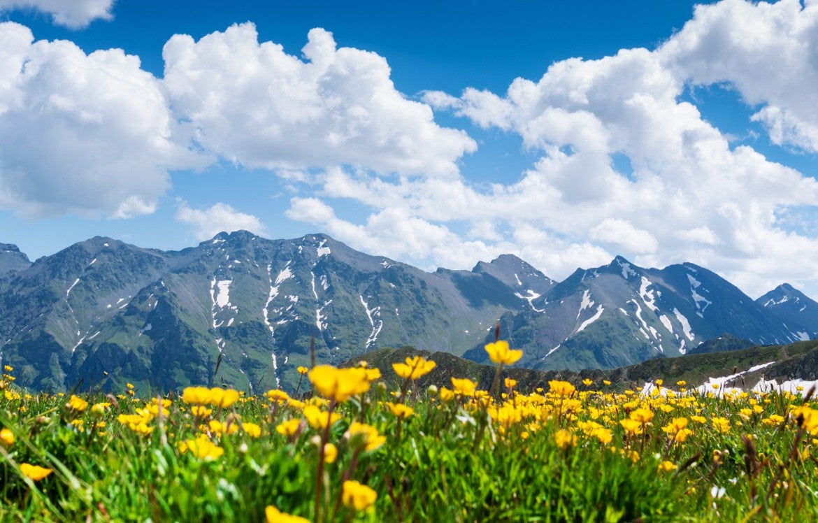 photo of sky, mountains, and a field of flowers